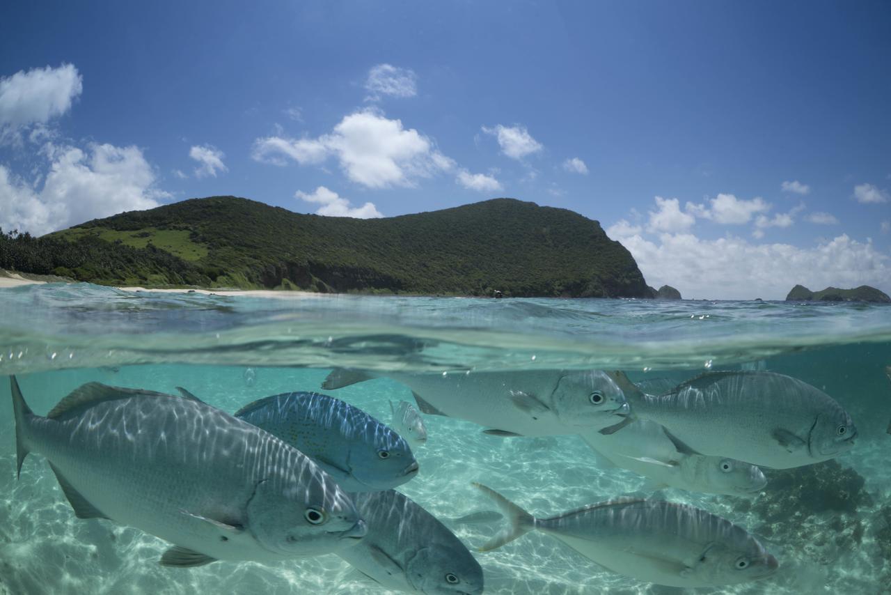 Villa Arajilla Retreat Lord Howe Island Esterno foto